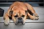 Foto: Pexels, divulgaçãodog-animal-continental-bulldog-pet-451854Importação Donnahttp:/