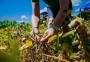 Cooperativas do agro crescem 11,8%, com faturamento de R$ 35 bi em 2020