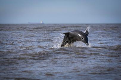 RIO GRANDE, RS, BRASIL - 2021.07.02 - Ameaçada de extinção, a espécie de botos-de-Lahille existe apenas no Brasil, no Uruguai e na Argentina, e sua população é estimada em 600 indivíduos atualmente. A maior concentração está no final na Lagoa dos Patos, ali são cerca de 90. (Foto: ANDRÉ ÁVILA/ Agência RBS)Indexador: Andre Avila<!-- NICAID(14837245) -->