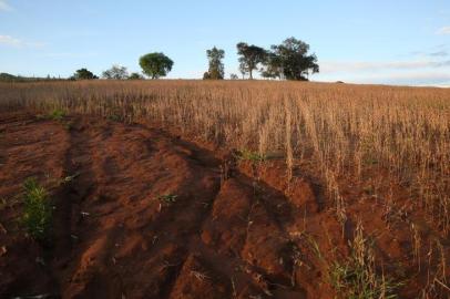 CACHOEIRA DO SUL, RS, BRASIL 12/04/2016 - Recuperação do solo na agricultura.  (FOTO: TADEU VILANI/AGÊNCIA RBS).