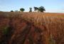 Novas doenças e alerta na agricultura e pecuária: como a mudança climática no planeta pode atingir o RS