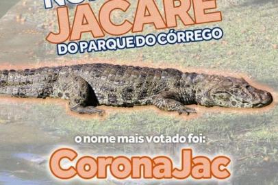 Novo jacaré de parque de Florianópolis ganha nome de CoronaJac<!-- NICAID(14853003) -->