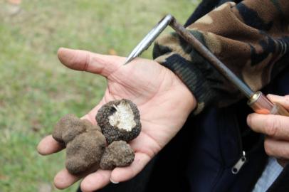 Outro atrativo é a tradicional caça às trufas brancasindletborgonhaBorgonha, França<!-- NICAID(9507277) -->