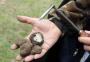 Descubra o que são as trufas, fungos raros que estão sendo cultivados no Rio Grande do Sul e podem custar até R$ 6 mil o quilo