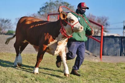 Animais chegam para a próxima Expointer.Foto: Lauro Alves/Agência RBS<!-- NICAID(14875855) -->