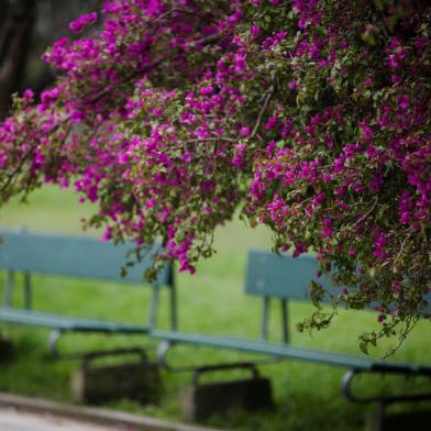 PORTO ALEGRE, RS, BRASIL, 21-09-2021: Flores e arvores floridas no Parque Farroupilha (Redencao). Primavera comeca no dia 22 de setembro. (Foto: Mateus Bruxel / Agencia RBS)Indexador: Mateus Bruxel<!-- NICAID(14894810) -->