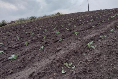 Metade da plantação de brócolis é perdida em São José dos Ausentes por causa do temporal<!-- NICAID(14894217) -->