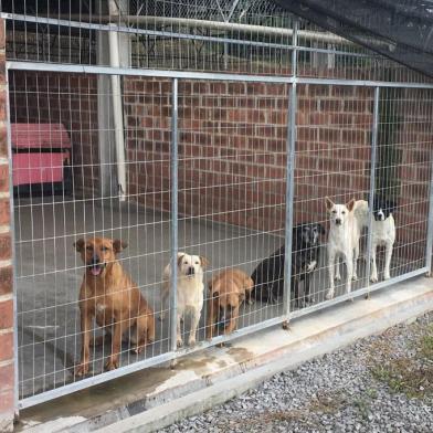 Surto de cinomose mata 25 cães em canil municipal de Farroupilha.<!-- NICAID(14897096) -->