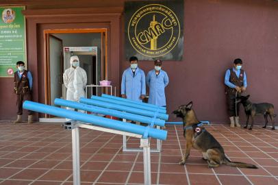 This photo taken on September 27, 2021 shows a dog sitting after sniffing samples from Covid-19 coronavirus patients during a training session at the Cambodian Mine Action Centre (CMAC) in Kampong Chhnang province, where Cambodias anti-landmine authorities are training dogs to detect Covid-19. (Photo by TANG CHHIN Sothy / AFP)Editoria: HUMLocal: Kampong ChhnangIndexador: TANG CHHIN SOTHYSecao: diseaseFonte: AFPFotógrafo: STF<!-- NICAID(14902142) -->