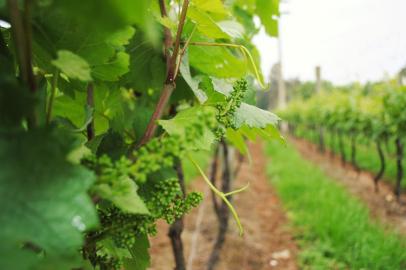 No Vale dos Vinhedos, em Bento Gonçalves, na Serra, os parreiras entram em fase de brotação.<!-- NICAID(14903022) -->