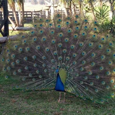 Em dezembro, fará dez anos que os 78 animais foram retirados do minizoo do Parque da Redenção. Entre aplausos e protestos, eles foram colocados em um caminhão rumo à região central do Estado. A estrutura, localizada onde hoje há o cachorródromo, perto da UFRGS, não oferecia as condições adequadas para abrigar animais, segundo avaliação do Ibama à época.  Os bichos vivem hoje no São Braz, um mantenedouro de fauna da localidade de Distrito de Boca do Monte, em Santa Maria. A exceção são os micos-pregos, que passaram por um longo período de readaptação, aprendedo a buscar alimento e se defender do predador, e foram devolvidos à natureza na Floresta Natural de Canela. <!-- NICAID(14903262) -->