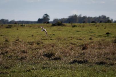 Rio Grande, RS, Brasil - 04/10/2021- Lei aprovada em setembro formalizou o Banhado do Maçarico, em Rio Grande, como refúgio de vida silvestre. Área é importante para a preservação de aves e vegetação nativa do bioma pampa. (Foto: Anselmo Cunha/Agência RBS)<!-- NICAID(14909264) -->