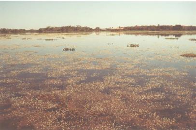 Vista do Rio Paraguai, no Pantanal#PÁGINA: 8Não veio Fonte: Divulgação Fotógrafo: Não se Aplica<!-- NICAID(711661) -->