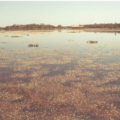 Vista do Rio Paraguai, no Pantanal#PÁGINA: 8Não veio Fonte: Divulgação Fotógrafo: Não se Aplica<!-- NICAID(711661) -->