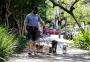 Tulio Milman:  passeadores de cachorros conquistam espaço em Porto Alegre