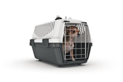 the container for transportation of animals with a small doggie. 3d renderingFonte: 400893834<!-- NICAID(14919065) -->