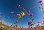 Além da beleza colorida, floração no deserto do Atacama alerta para as mudanças do clima