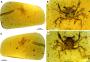 Cientistas encontram caranguejo de 100 milhões de anos que viveu no período cretáceo