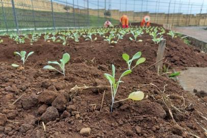 Apenados vão cultivar horta na Penitenciária do Apanhador e doar colheita, futuramente, para o Banco de Alimentos em Caxias <!-- NICAID(14922493) -->