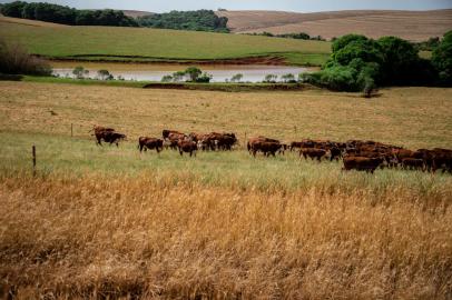 Boa Vista das Missões,  RS, BRASIL- Fazenda Librelotto, em Boa Vista das Missões, investe em ações como revezamento de culturas, plantio de inverno e integração lavoura-pecuária para amenizar efeitos de mudanças climáticas e aumentar produtividade. Proprietário Ivonei Librelotto Foto: Galileu Guerra/Especial<!-- NICAID(14935281) -->