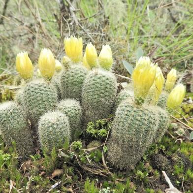 Espécie de cacto ameaçada de extinção é encontrada em Caxias do Sul<!-- NICAID(14944441) -->