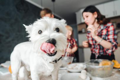 Dog on the kitchen table. Happy family in the kitchenPORTO ALEGRE, RS, BRASIL, 24/10/2019 - Cachorro com a ligua de fora . (Foto: teksomolika / stock.adobe.com)Fonte: 194073893<!-- NICAID(14302154) -->