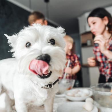 Dog on the kitchen table. Happy family in the kitchenPORTO ALEGRE, RS, BRASIL, 24/10/2019 - Cachorro com a ligua de fora . (Foto: teksomolika / stock.adobe.com)Fonte: 194073893<!-- NICAID(14302154) -->