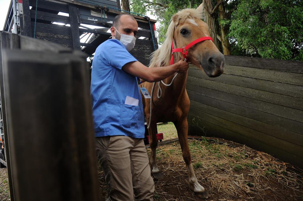 CTG no Sul de SC era usado como abatedouro clandestino de cavalo