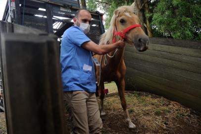 CAXIAS DO SUL, RS, BRASIL, 26/11/2021 - Cavalos resgatados de abatedouro clandestino chegam a Caxias do Sul. Eles terão acompanhamento veterinário e serão destinados para doação, por meio de ONGs de proteção animal. (Marcelo Casagrande/Agência RBS)<!-- NICAID(14952338) -->