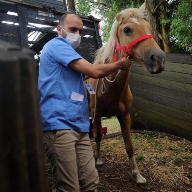 CAXIAS DO SUL, RS, BRASIL, 26/11/2021 - Cavalos resgatados de abatedouro clandestino chegam a Caxias do Sul. Eles terão acompanhamento veterinário e serão destinados para doação, por meio de ONGs de proteção animal. (Marcelo Casagrande/Agência RBS)<!-- NICAID(14952338) -->