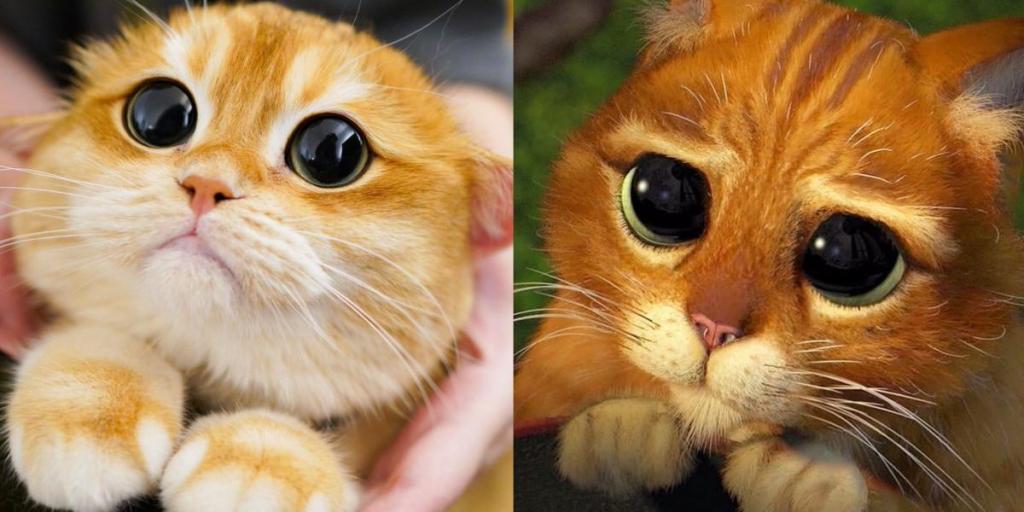 Gato acumula seguidores no Instagram por ter 'olhar do Gato de Botas