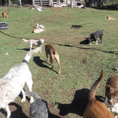 Sem castrações suficientes, cidades dos Campos de Cima da Serra buscam alternativas para proteção animalProtetoras denunciam que um dos maiores problemas é a falta de um programa gratuito de castração, de campanhas de conscientização e de fiscalização do município para atuar em casos de maus tratos. A protetora Aline Xavier Domingues atua de forma independente nas cidades de Bom Jesus e Jaquirana. Ela é responsável por 81 animais, sendo que a maioria foi encontrado em situação de rua ou era vítima de maus tratos. Aline conta que há cerca de um mês foi realizada uma audiência pública em Bom Jesus onde foi abordada a situação da sala de castração. Já na última semana, os vereadores votaram as emendas impositivas e de bancada para o orçamento de 2022.  <!-- NICAID(14961371) -->