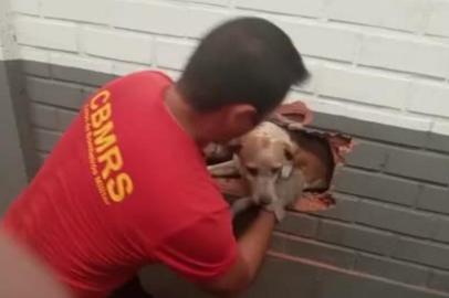 Cão que ficou preso em vão de paredes é resgatado em Sapucaia do Sul.<!-- NICAID(14976584) -->