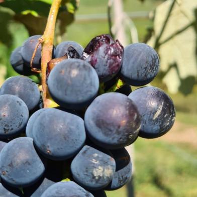 Chuva de granizo provoca novas perdas na produção de uva na Serra <!-- NICAID(14977094) -->