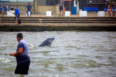 IMBÉ, RS, BRASIL - Botos da barra entre Imbé e Tramandaí que tem convívio pacífico com os pescadores. O homem pescador se beneficia do boto para pesca e o boto se beneficia do homem para sua alimentação. Foto: Jefferson Botega / Agencia RBSIndexador: Jeff Botega<!-- NICAID(14982012) -->