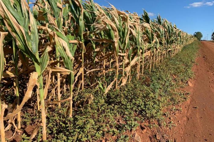 FecoAgro / Divulgação