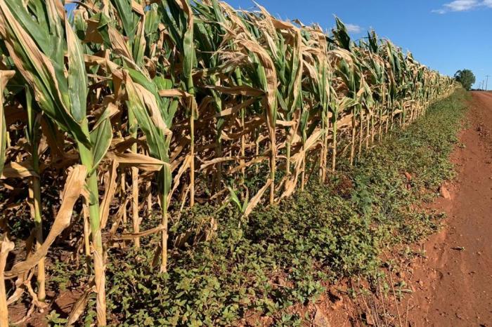 FecoAgro / Divulgação