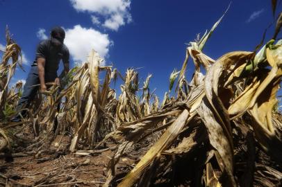 **FOTOS PARA REPORTAGEM ESPECIAL** SOLEDADE, RS, BRASIL - 2022.01.11 - Estiagem no Rio Grande do Sul. Lavouras de Soja e Milho não se desenvolvem em virtude da falta de chuva no interior de Soledade.. (Foto: Lauro Alves/Agencia RBS)<!-- NICAID(14987213) -->