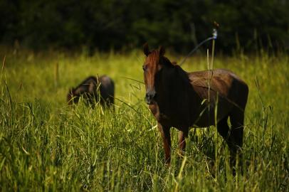 PORTO ALEGRE, RS, BRASIL - 13.01.2022 - ONG resgata cavalos em Porto Alegre. A ONG Pé de Chulé é especializada em resgate, tratamento e reabilitação de cavalos vítimas de maus-tratos. Foi fundada por 14 amigos em 2015. (Foto: Félix Zucco/Agencia RBS)<!-- NICAID(14989682) -->