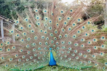 Projeto de aposentadoria, vinícola no sul do RS tem pavão que recebe visitantes. Na foto: pavão <!-- NICAID(14995954) -->