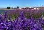 Com nove milhões de plantas, parque de flores do RS supera Keukenhof, nos Países Baixos