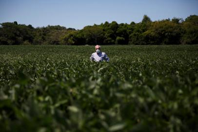 PORTO ALEGRE, RS, BRASIL - Produção agrícola na Zona Rural de Porto rural da capital. Na foto,  Senhor Valdir, produz soja em 450 hectares no bairro Lami. Foto: Jefferson Botega / Agencia RBSIndexador: Jefferson Botega<!-- NICAID(15017837) -->