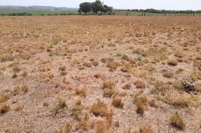 CAMPO SECO em Cachoeira do Sul - Somando todas as culturas e a pecuária, os prejuízos estimados em Cachoeira do Sul estão em R$ 749,8 milhões, segundo relatório produzido pela prefeitura em conjunto com a Emater e outros órgãos. Foto: Divulgação/Emater<!-- NICAID(15006554) -->