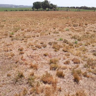 CAMPO SECO em Cachoeira do Sul - Somando todas as culturas e a pecuária, os prejuízos estimados em Cachoeira do Sul estão em R$ 749,8 milhões, segundo relatório produzido pela prefeitura em conjunto com a Emater e outros órgãos. Foto: Divulgação/Emater<!-- NICAID(15006554) -->