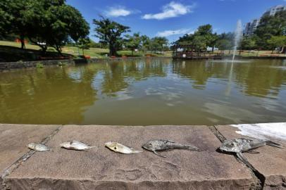 PORTO ALEGRE, RS, BRASIL - 25.02.2022 - Peixes agonizando e outros mortos no lago do parque Germânia, na Capital. (Foto: Lauro Alves/Agencia RBS)<!-- NICAID(15026987) -->