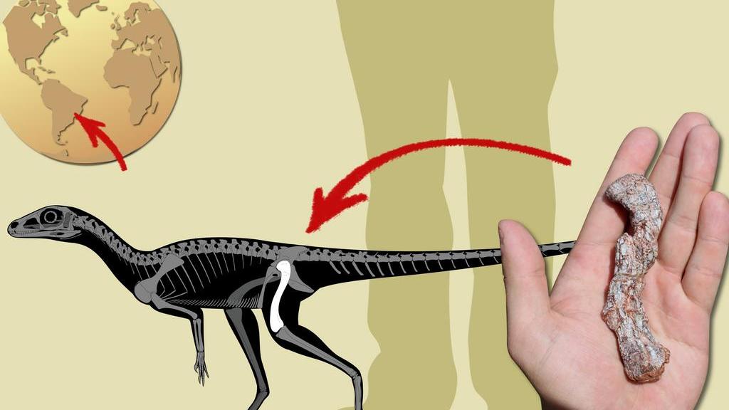 Ossos Fossilizados E Crânio De Dinossauro Enterrado No Chão. Tiranossauro  Rex. Escavações Arqueológicas E Conceito De Paleontologia. Restos Antigos  De Répteis Pré-históricos. Desenho Vetorial Plana Dos Desenhos Animados.  Ilustraciones svg, vectoriales