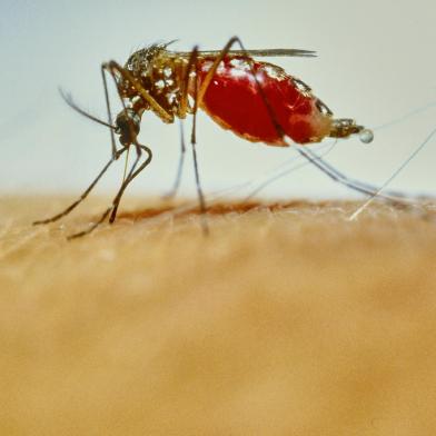 malaria mosquito anopheles stitching and sucking human bloodFonte: 419676713<!-- NICAID(14908217) -->