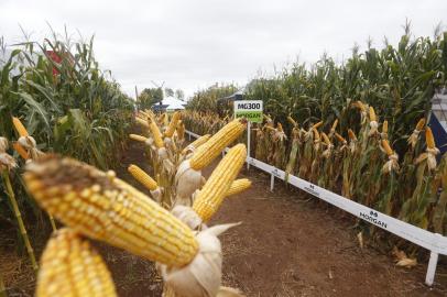 Rio Pardo, RS, BRASIL,  24/03/2022- Expoagro Afubra em Rio Pardo. Foto: Lauro Alves  / Agencia RBS<!-- NICAID(15049872) -->