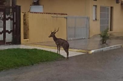 No início da manhã desta quinta-feira (23), perto das 7h, um cervo foi avistado pelas ruas de Tramandaí, no Litoral Norte. Fotos e vídeos registrados por moradores, que repercutiram nas redes sociais, mostram o animal silvestre no bairro Barra de Tramandaí, próximo à Avenida Beira-Rio.<!-- NICAID(15050365) -->