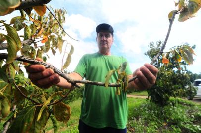 CAXIAS DO SUL, RS, BRASIL, 22/03/2022. Produtor rural Jorge Leite, contrata todos os anos seguro agrícola. No ano passado, recebeu seguro da plantação de pêssego. Das plantações de caqui e maçã não recebeu. Na foto, mostrando estragos do granizo no pessegueiro. (Porthus Junior/Agência RBS)<!-- NICAID(15048264) -->